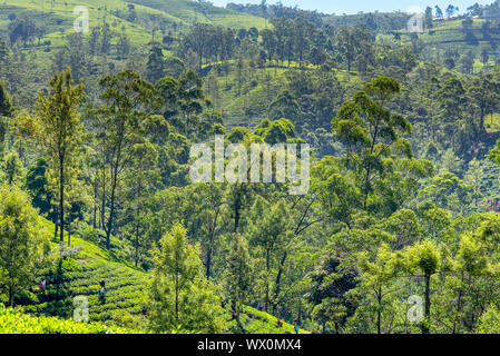 Viele tee Gärten, Plantagen und Teeplantagen rund um Nuwara Eliya Stockfoto