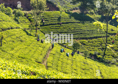 Viele tee Gärten, Plantagen und Teeplantagen rund um Nuwara Eliya Stockfoto