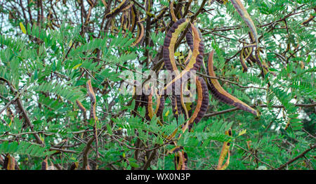 Samen von Gleditsia triacanthos inermis Baum. Akazie Hülsen Stockfoto