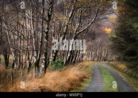 Silver Birch (Betula pendula) Avenue und dem Anschluss im Herbst, das Schwarze Tal, Nationalpark Killarney, County Kerry, Munster, Republik von Irland Stockfoto