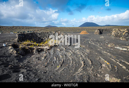 Weinberge in La Geria, Lanzarote, Kanarische Inseln, Spanien Stockfoto