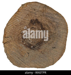 Gesägt Baumstamm auf weißem Hintergrund. Stockfoto