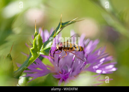 Marmelade Hoverfly auf einem braunen Ray Flockenblume Stockfoto