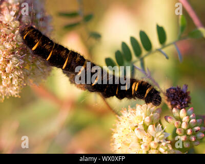 Fox Moth Larven kriechen zwischen norwegischen Angelika Stockfoto