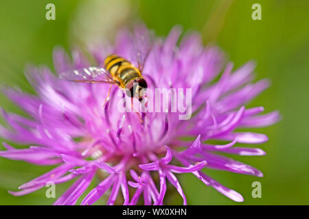 Marmelade Hoverfly auf einem braunen Ray Flockenblume Stockfoto