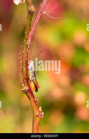 Heuschrecke peaking Out hinter einen Strohhalm Stockfoto