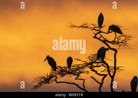 Marabou Störche (Leptoptilos crumeniferus) auf einem Baum bei Sonnenaufgang, Tansania, Ostafrika, Südafrika Stockfoto