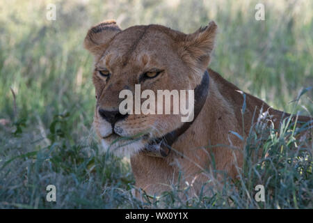 Löwin (Panthera leo), Seronera, Serengeti Nationalpark, UNESCO-Weltkulturerbe, Tansania, Ostafrika, Südafrika Stockfoto