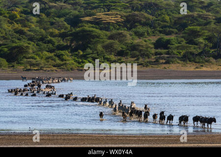 Migration von ebenen Zebras (Equus quagga) und Gnus (connochaetes Taurinus), Crossing Lake Ndutu, Serengeti, UNESCO, Tansania, Ostafrika, Südafrika Stockfoto