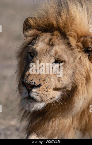 Männliche Löwe (Panthera leo), Ndutu, Ngorongoro Conservation Area, Weltkulturerbe der UNESCO, Tansania, Ostafrika, Südafrika Stockfoto