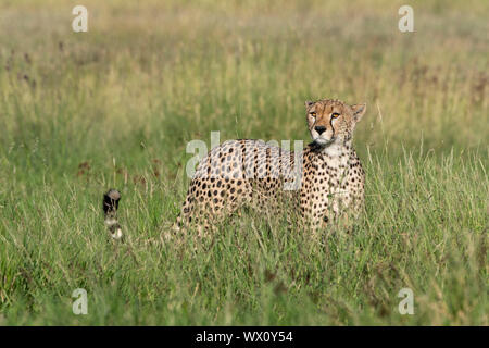 Ein Gepard (Acynonix jubatus) im hohen Gras, Vermessung der Savanne, Tansania, Ostafrika, Südafrika Stockfoto