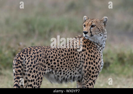 Cheetah (Acynonix jubatus), Seronera, Serengeti Nationalpark, UNESCO-Weltkulturerbe, Tansania, Ostafrika, Südafrika Stockfoto