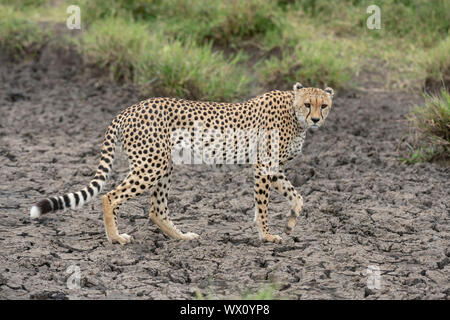 Cheetah (Acynonix jubatus), Seronera, Serengeti Nationalpark, UNESCO-Weltkulturerbe, Tansania, Ostafrika, Südafrika Stockfoto