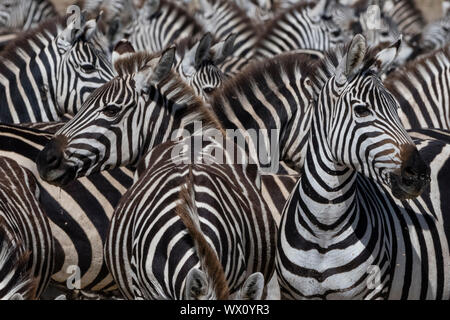 Eine Herde von ebenen Zebras (Equus quagga) im Hidden Valley, Tansania, Ostafrika, Südafrika Stockfoto