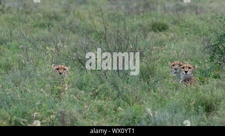 Cheetah (Acynonix jubatus), Seronera, Serengeti Nationalpark, UNESCO-Weltkulturerbe, Tansania, Ostafrika, Südafrika Stockfoto