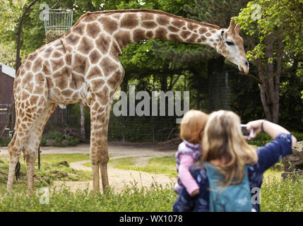 Angolanischen Giraffe (GIRAFFA) Mutter mit Tochter, Fotos von den Giraffen im Zoo, Dortmund Europa Stockfoto