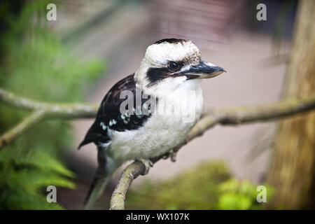 Laughing Kookaburra (Dacelo novaeguineae), sitzt auf einem Ast, in Deutschland, in Europa Stockfoto