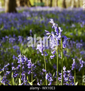 Atlantic Bluebell (Hyacinthoides non-scripta), Wald der blauen Blumen, Hückelhoven, Deutschland, Europa Stockfoto