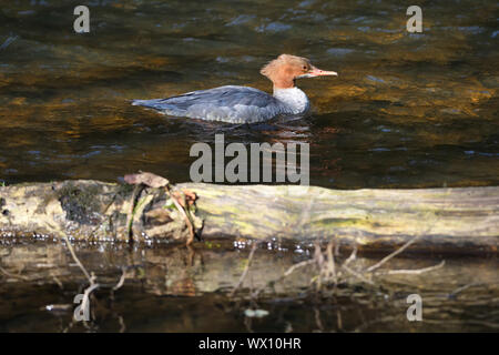 Eine weibliche Gemeinsame merganser (Nordamerika) oder Gänsesäger (Eurasische), (Mergus Merganser) Rest in einem Fluss, Europa. Stockfoto