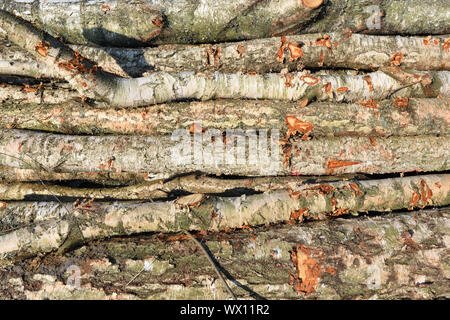 Holz- Protokolle. Holz logging im Herbst Wald. Frisch Kiefer birke Schnitt Stockfoto
