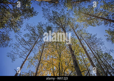 Wipfeln der Kiefern und Birken gegen den Himmel im Herbst. Stockfoto