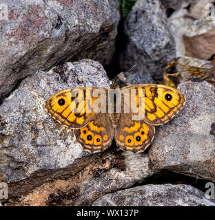 Wand Schmetterling (Lasiommata megera) Sonnenbaden auf den Kalksteinfelsen in Grange Steinbruch Hoe in The Derbyshire Peak District Stockfoto