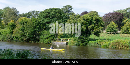 Ein Schwan Uhren als Wettbewerber in der jährlichen Liffey Abstieg am Ende der 30 km Rennen nähert. Stockfoto