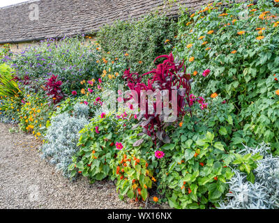 Auffallende Blüten von Love Lies Bleeding Amaranthus Caudatus als Quaste oder samt Blume foxtail Amaranth und quilete am Great Chalfield Wiltshire bekannt Stockfoto