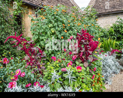 Auffallende Blüten von Love Lies Bleeding Amaranthus Caudatus als Quaste oder samt Blume foxtail Amaranth und quilete am Great Chalfield Wiltshire bekannt Stockfoto