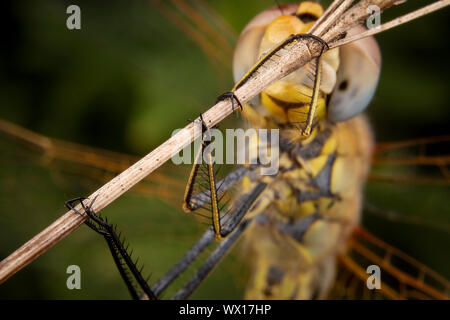 Schöne Makroaufnahmen von Dragonfly schlafen Stockfoto