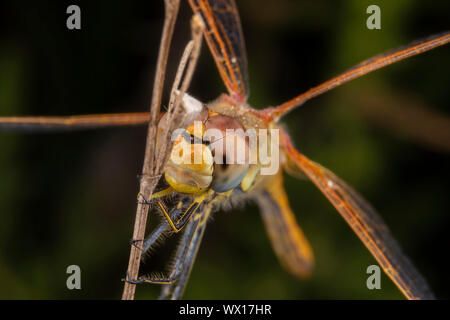 Schöne Makroaufnahmen von Dragonfly schlafen Stockfoto