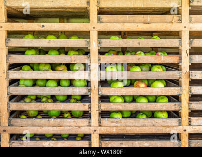 Reife äpfel in Holz- Ablageschubfächer, wo Sie frisch für viele Monate halten wird - Wiltshire UK Stockfoto