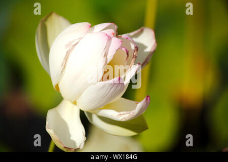 Eine weiße Lotusblüte in der späten Blüte, mit eleganten rosafarbenen Blütenblättern. Isolierte Atelieraufnahme nur der heiligen Lotusblüte. Stockfoto