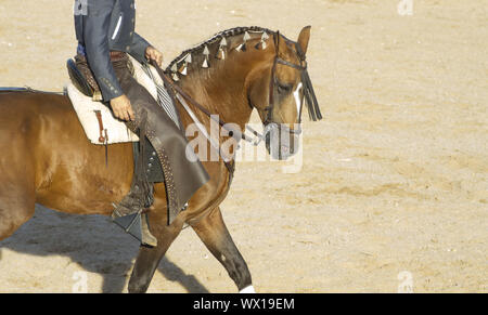 Stierkampf auf dem Pferderücken. Typischen spanischen Stierkampf. Stockfoto