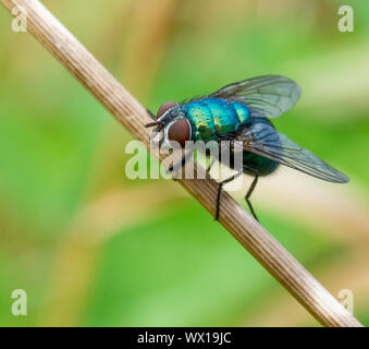 Fliegen greenbottle Lucillia sericata eine gemeinsame und bunten Schmeißfliege mit metallisch glänzenden Körper und conker braune Augen-UK Stockfoto