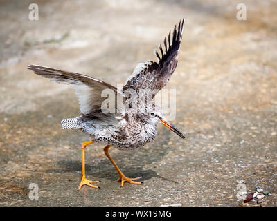 Ein Bild des Vogels Tringa totanus Stockfoto