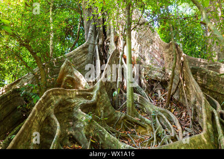 Der Nationalpark Khao Sok ist der größte Bereich der Urwald im Süden von Thailand. Stockfoto