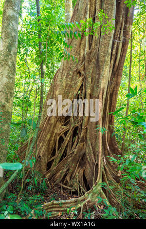 Der Nationalpark Khao Sok ist der größte Bereich der Urwald im Süden von Thailand Stockfoto