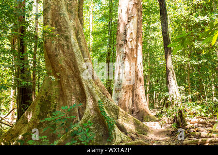 Der Nationalpark Khao Sok ist der größte Bereich der Urwald im Süden von Thailand Stockfoto