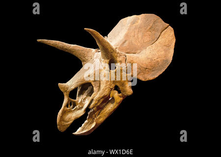 Dinosaurier-Skelett. Triceratops fossile Schädel über weißen Hintergrund isoliert Stockfoto