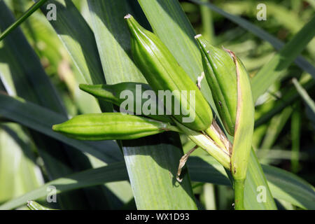 Grüne Frucht der gelben Flagge, gelbe Iris, Wasser Flagge Stockfoto