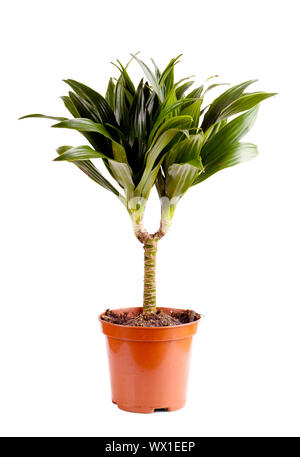 Detailansicht von Dracaena isoliert auf weiß Stockfoto