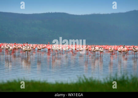 Schwärme von Flamingo. Afrika. Kenia. Lake Nakuru Stockfoto