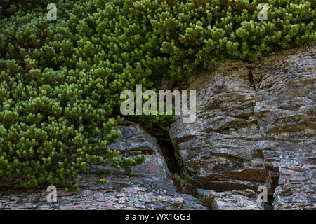 Subalpine Fir, Abies lasicocarpa, in einem krummholz Grove entlang des Pacific Crest Trail in die Ziege Felsen Wüste verkümmern, Gifford Pinchot National Fo Stockfoto