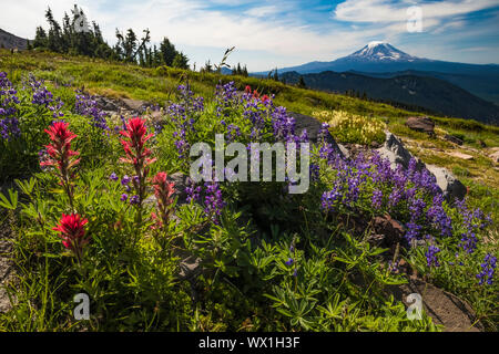 Bergwiese in der Goat Rocks Wilderness, Gifford Pinchot National Forest, Washington State, USA Stockfoto