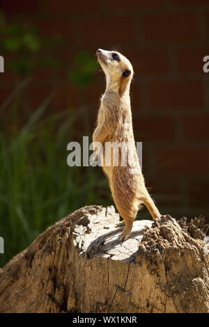 Erdmännchen, schlanke-tailed Erdmännchen (Suricata suricatta), stehend auf die Hinterbeine und Sicherung Stockfoto