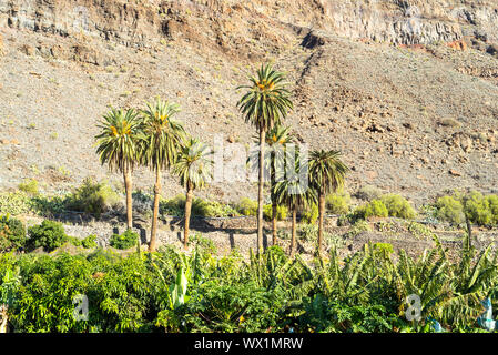 Palmen am Hang im Valle Gran Rey auf La Gomera. Stockfoto