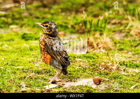 Ein Baby red breasted Robin stehend auf eine grüne Wiese mit einer Eichel neben ihm Momente, nachdem Sie flog aus den Birds Nest zum ersten Mal. Stockfoto