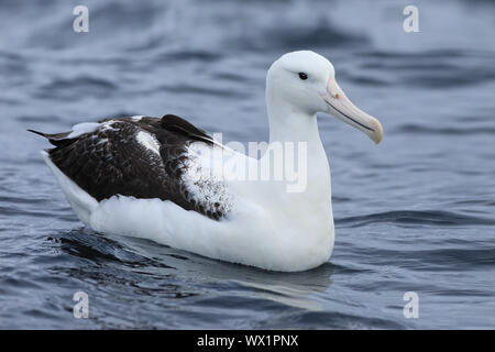 Eine südliche Royal Albatross, Diomedea epomophora Stockfoto