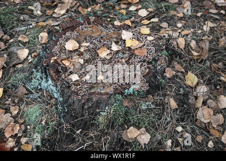 Alten Baumstumpf gesägter Baumstamm. Stockfoto